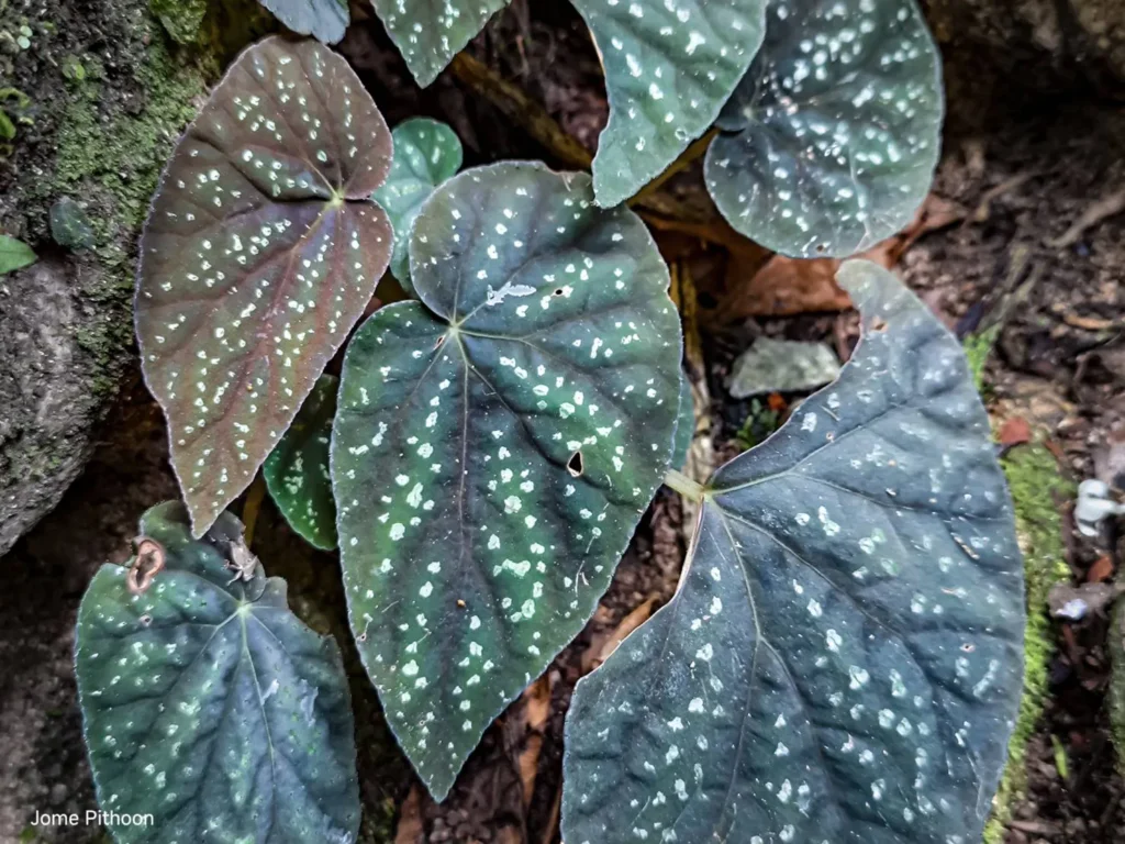 บีโกเนีย-(begonia)-เป็นพืชล้มลุก-อายุหลายปี-มีเหง้าอยู่ใต้ดิ