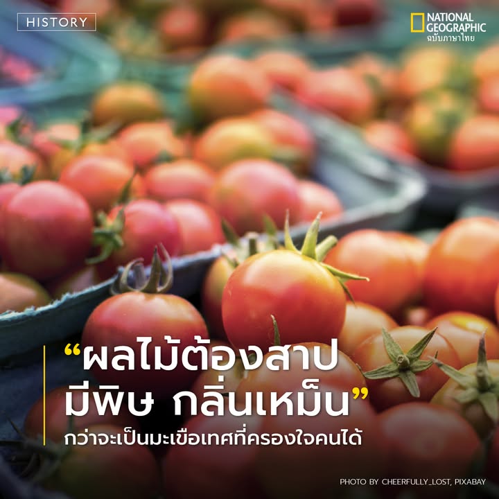 ในอดีต-มะเขือเทศเคยถูกมองว่าเป็น-ผลไม้ต้องสาป-เพราะสีแดงสด