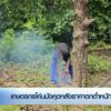 เกษตรกรโค่นมังคุดหลังราคาตกต่ำหนัก-จ.นครศรีธรรมราช-ข่าวที่ค