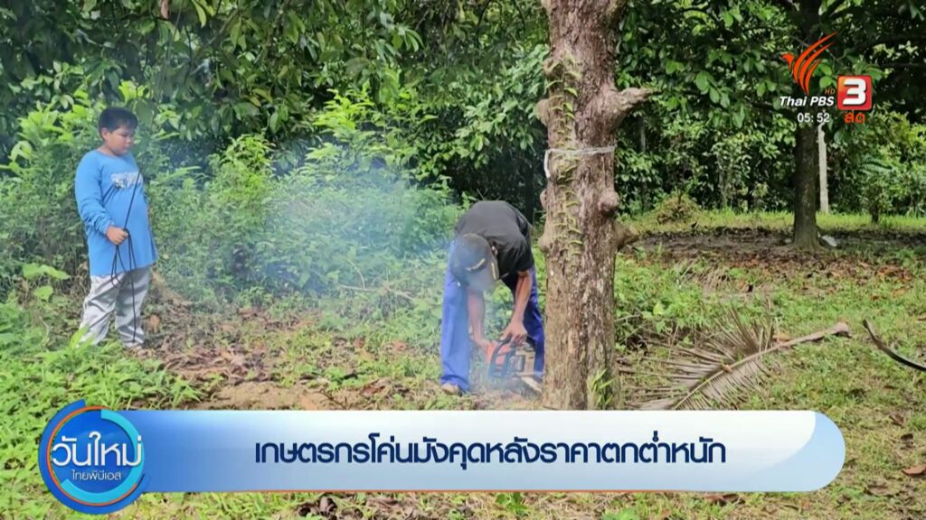เกษตรกรโค่นมังคุดหลังราคาตกต่ำหนัก-จ.นครศรีธรรมราช-ข่าวที่ค