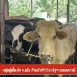 กลุ่มผู้เลี้ยงโค-จ.ตรัง-ค้านนำเข้าโคสหรัฐฯ-แลกลดภาษี-ข่าวที