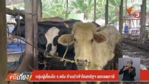 กลุ่มผู้เลี้ยงโค-จ.ตรัง-ค้านนำเข้าโคสหรัฐฯ-แลกลดภาษี-ข่าวที