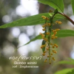 “ดอกเข้าพรรษา”-ไม้งามนามเพราะ-ชูช่อรับเข้าพรรษา-มีอีกชื่อหนึ
