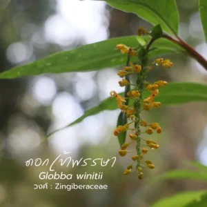 “ดอกเข้าพรรษา”-ไม้งามนามเพราะ-ชูช่อรับเข้าพรรษา-มีอีกชื่อหนึ