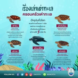 -รู้หรือไม่?-มีการค้นพบเต่าทะเลทั่วโลก-ทั้งหมด-8-ชนิด-และพ