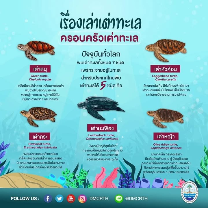 -รู้หรือไม่?-มีการค้นพบเต่าทะเลทั่วโลก-ทั้งหมด-8-ชนิด-และพ