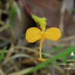 ดอกเข้าพรรษาบานแล้ว-ในผืนป่าอนุรักษ์อุทยานแห่งชาติภูสระดอกบั