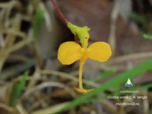 ดอกเข้าพรรษาบานแล้ว-ในผืนป่าอนุรักษ์อุทยานแห่งชาติภูสระดอกบั