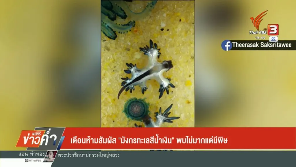 เตือนห้ามสัมผัส-“มังกรทะเลสีน้ำเงิน”-พบไม่มาก-แต่มีพิษ-ข่าว