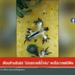 เตือนห้ามสัมผัส-“มังกรทะเลสีน้ำเงิน”-พบไม่มาก-แต่มีพิษ-ข่าว