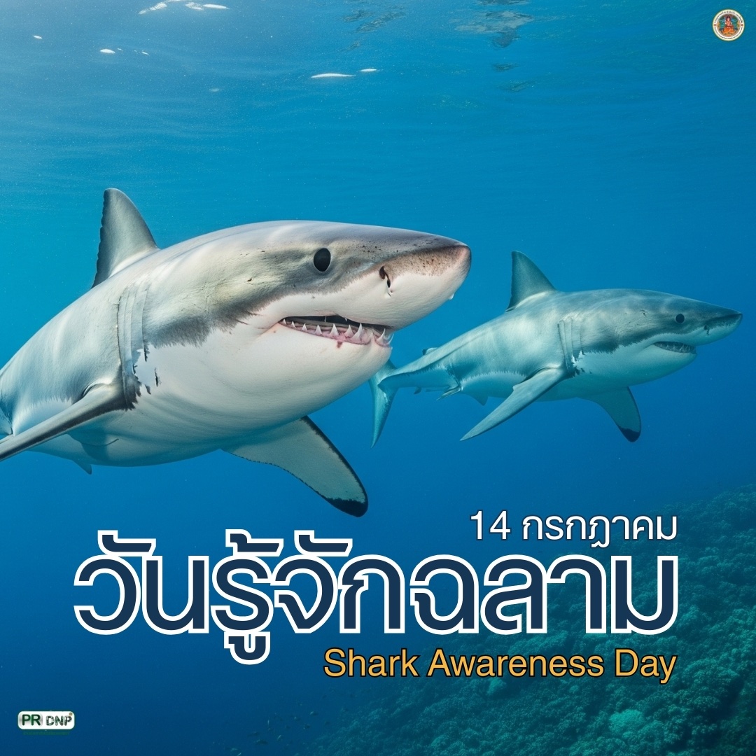 14-กรกฎาคม-วันรู้จักฉลาม-(shark-awareness-day)-เพื่อสร้างค