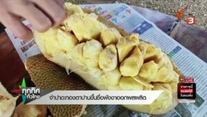 จำปาดะทองตาปานขึ้นชื่อพังงาออกผลผลิต--#thaip
