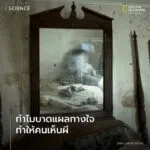 หนึ่งสิ่งที่ตามมาหลังเหตุภัยธรรมชาติอย่างไฟไหม้ป่า-พายุเฮอริ