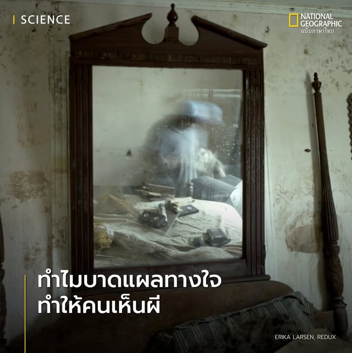 หนึ่งสิ่งที่ตามมาหลังเหตุภัยธรรมชาติอย่างไฟไหม้ป่า-พายุเฮอริ