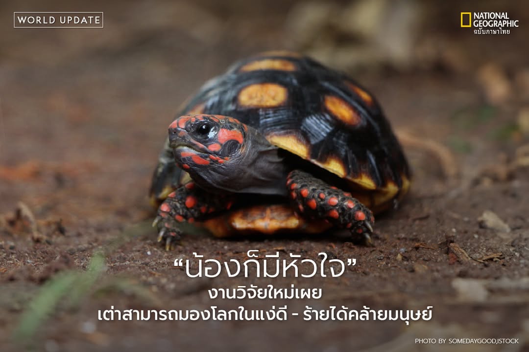 งานวิจัยล่าสุดจากมหาวิทยาลัยลินคอล์น-ประเทศอังกฤษ-เปิดเผยว่า
