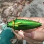แมลงทับราชา-อัญมณีแห่งผืนป่าอุทยานแห่งชาติภูผายล-เป็นแมลงที่