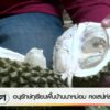 อนุรักษ์ทุเรียนบ้านนาหม่อม-คงเสน่ห์สงขลา--#t