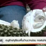 อนุรักษ์ทุเรียนบ้านนาหม่อม-คงเสน่ห์สงขลา--#t