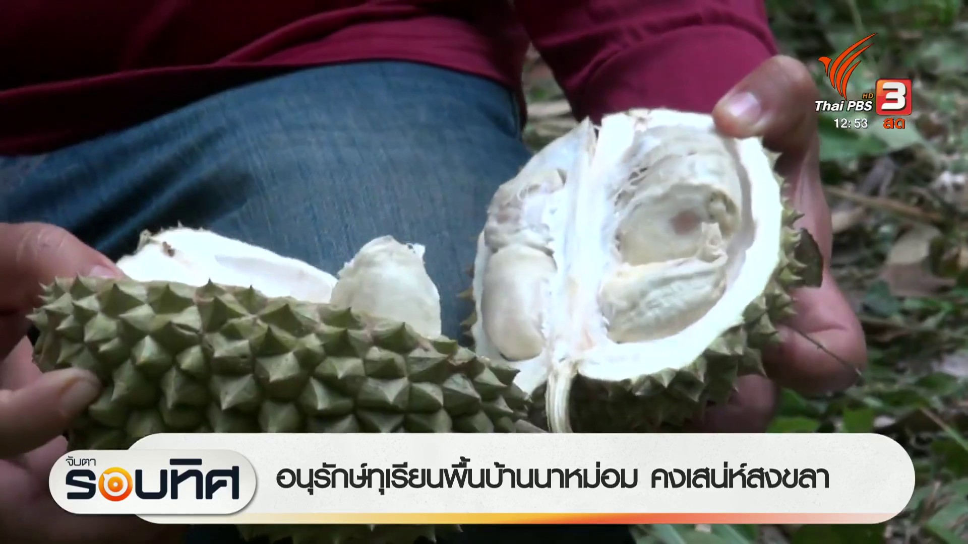 อนุรักษ์ทุเรียนบ้านนาหม่อม-คงเสน่ห์สงขลา--#t
