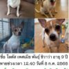 แจ้งตามหาน้องหมาหาย-น้องอายุ-9-ขวบ-ชื่อโลตัส-เพศเมีย-มีคน