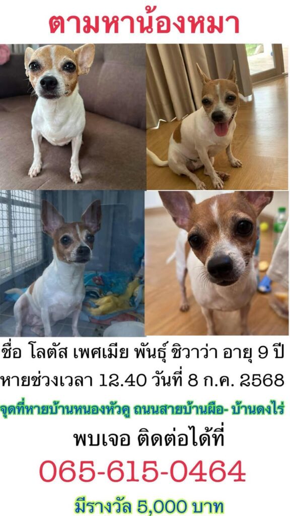 แจ้งตามหาน้องหมาหาย-น้องอายุ-9-ขวบ-ชื่อโลตัส-เพศเมีย-มีคน