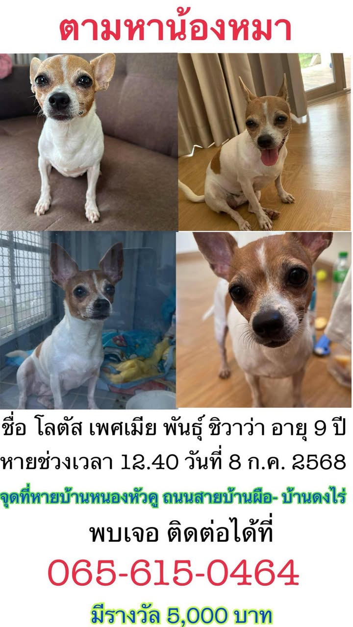 แจ้งตามหาน้องหมาหาย-น้องอายุ-9-ขวบ-ชื่อโลตัส-เพศเมีย-มีคน