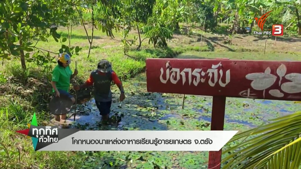 โคกหนองนา-แหล่งอาหารเรียนรู้อารยเกษตร-จ.ตรัง-ข่าวที่คุณวางใ