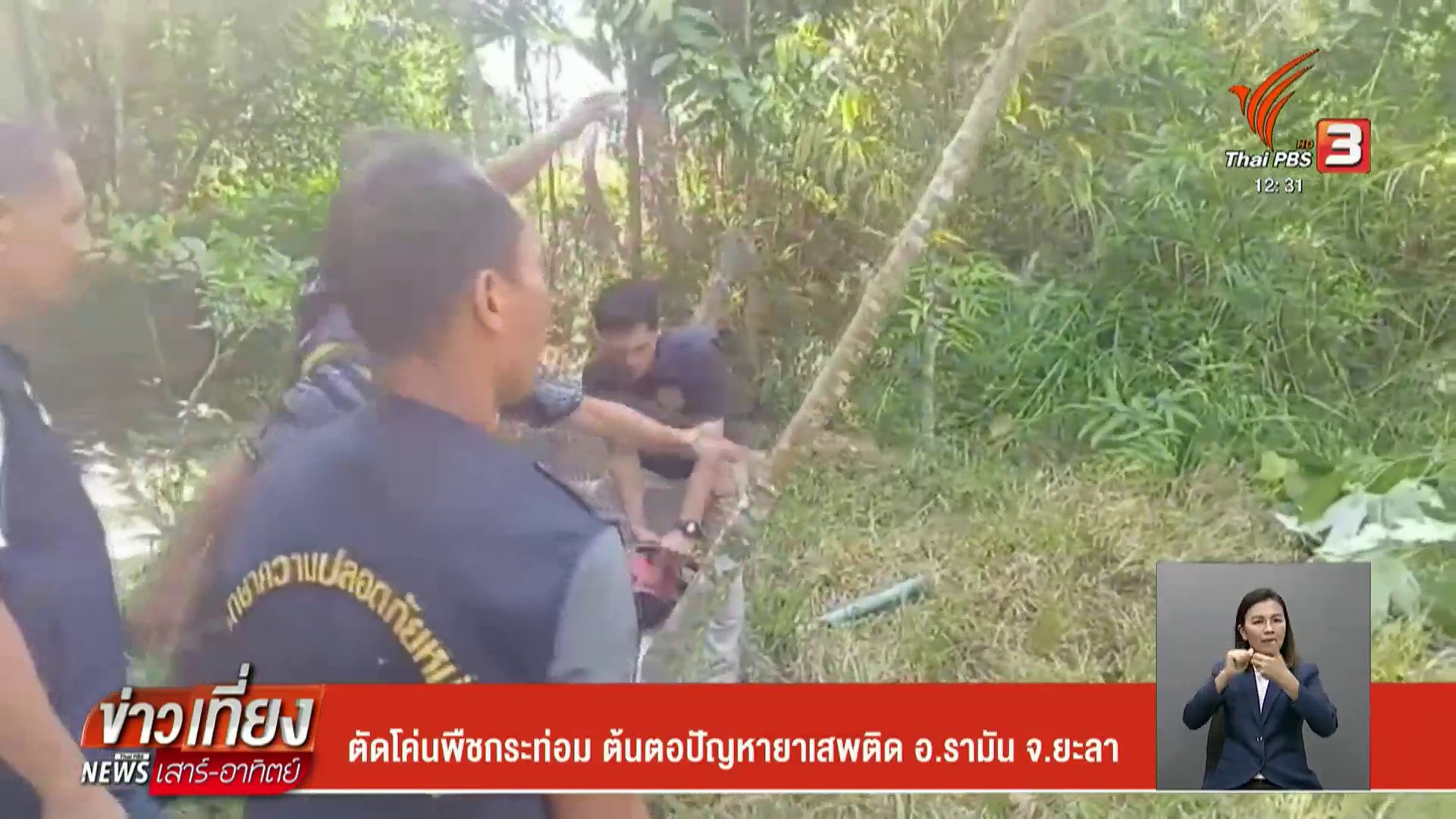 ตัดโค่นพืชกระท่อม-ต้นตอปัญหายาเสพติด-อรามัน-จ.ยะลา-ข่าวที่