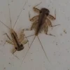 พามาชมตัวอ่อนของแมลงชีปะขาว-ตัวชี้วัดแหล่งน้ำสะอาด-เป็นสัตว์