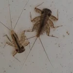 พามาชมตัวอ่อนของแมลงชีปะขาว-ตัวชี้วัดแหล่งน้ำสะอาด-เป็นสัตว์