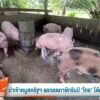 นำเข้าหมูสหรัฐฯ-แลกลดภาษีทรัมป์-“ไทย”-ได้คุ้ม-เสีย?-ข่าวที