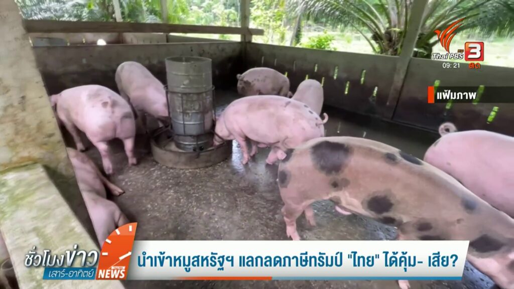 นำเข้าหมูสหรัฐฯ-แลกลดภาษีทรัมป์-“ไทย”-ได้คุ้ม-เสีย?-ข่าวที