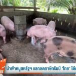 นำเข้าหมูสหรัฐฯ-แลกลดภาษีทรัมป์-“ไทย”-ได้คุ้ม-เสีย?-ข่าวที