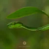 งูแก้วหางแดง-ชื่อวิทยาศาสตร์ว่า-trimeresurus-hageni-ลักษณะเด