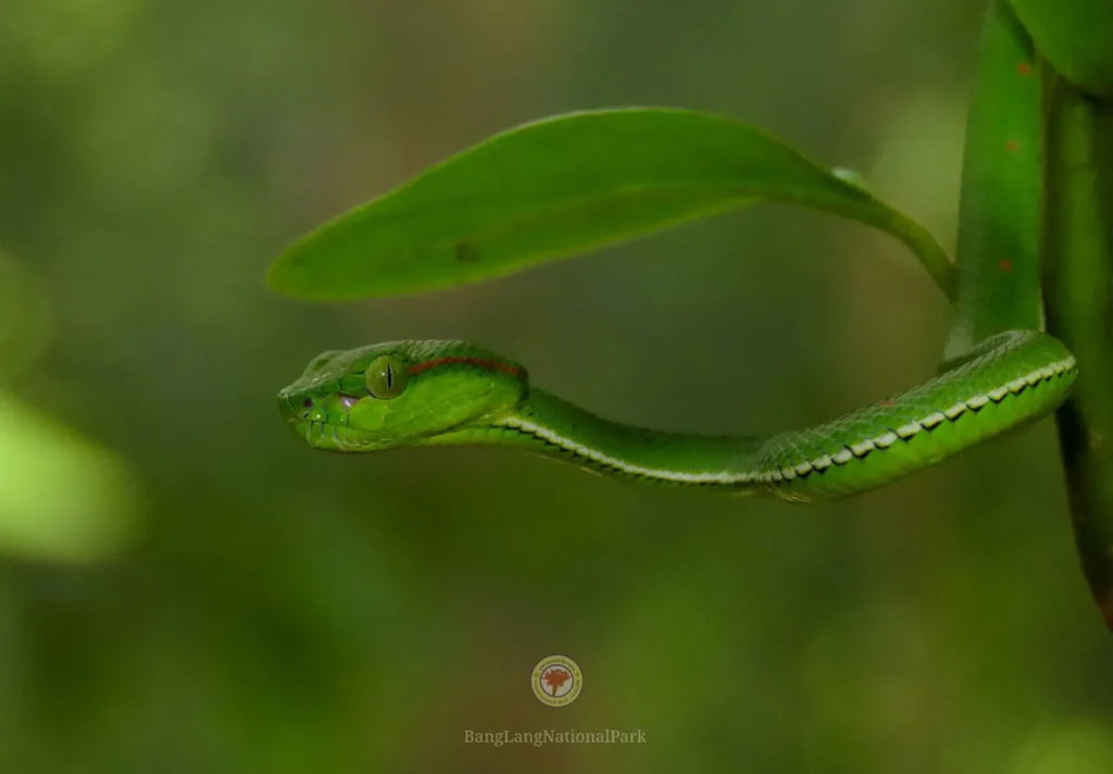 งูแก้วหางแดง-ชื่อวิทยาศาสตร์ว่า-trimeresurus-hageni-ลักษณะเด