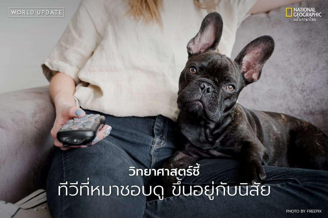 งานวิจัยใหม่ที่ตีพิมพ์ในวารสาร-scientific-reports-เผยว่าสุนั