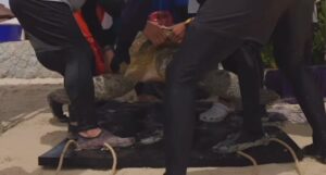 -บันทึกนาทีสำคัญของคุณย่าหอยเป้แดง-เต่าตนุตัวที่-2-ของไทย-พ