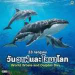 23-กรกฎาคม-“วันวาฬและโลมาโลก”-(world-whale-and-dolphin-day)