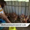 เลี้ยงไก่เบขลา-ต้นทุนต่ำขายราคาดี-จ.ตรัง-#th