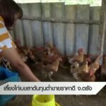 เลี้ยงไก่เบขลา-ต้นทุนต่ำขายราคาดี-จ.ตรัง-#th