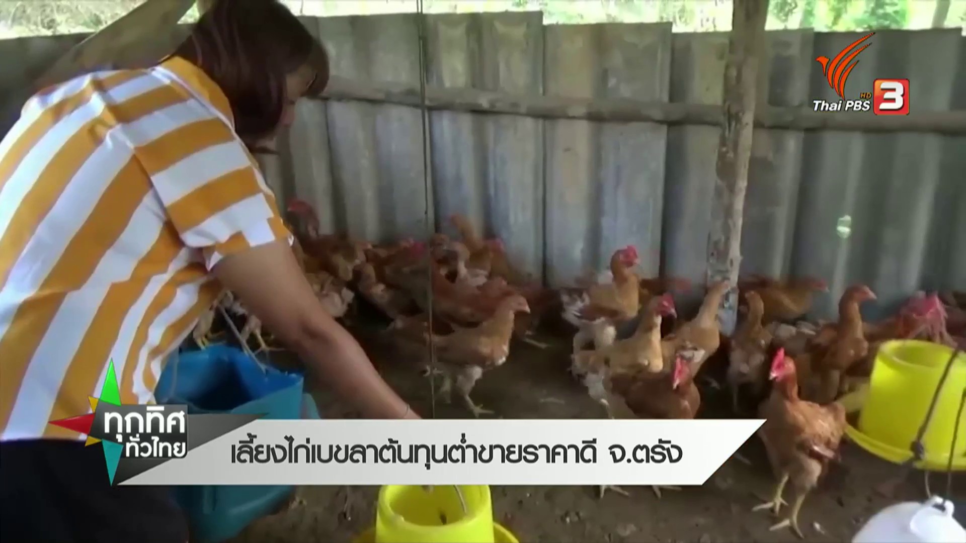 เลี้ยงไก่เบขลา-ต้นทุนต่ำขายราคาดี-จ.ตรัง-#th