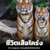ชีวิต-เสือโคร่ง-มักอาศัยอยู่ที่ป่าดงดิบ-ป่าผลัดใบ-ป่าสนไปจ