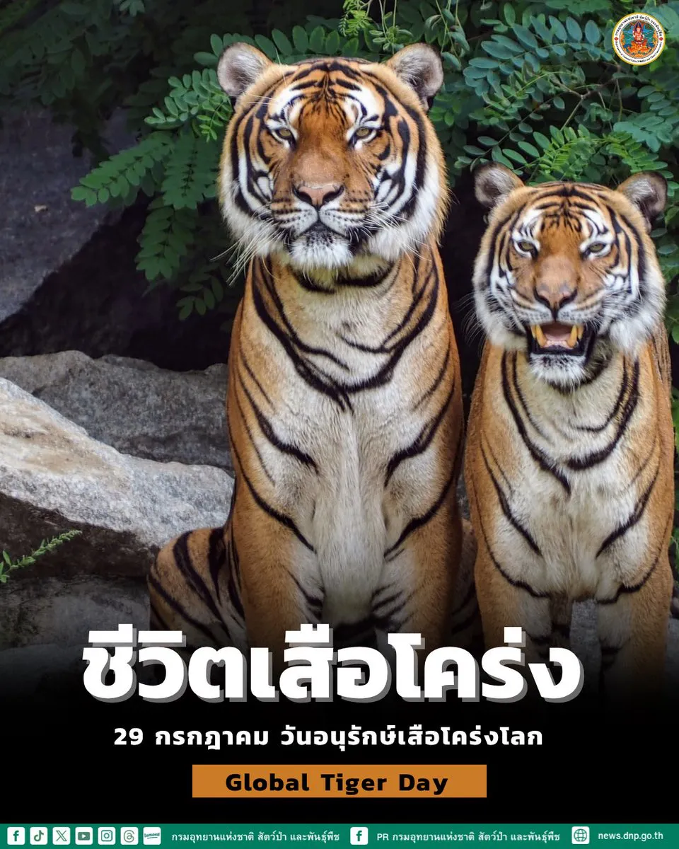 ชีวิต-เสือโคร่ง-มักอาศัยอยู่ที่ป่าดงดิบ-ป่าผลัดใบ-ป่าสนไปจ