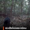 เผยภาพเสือโคร่งและหมีคน-ในพื้นที่เตรียมผนวกเพิ่มเติมเป็นอุทย