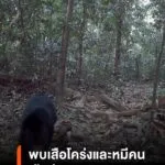 เผยภาพเสือโคร่งและหมีคน-ในพื้นที่เตรียมผนวกเพิ่มเติมเป็นอุทย