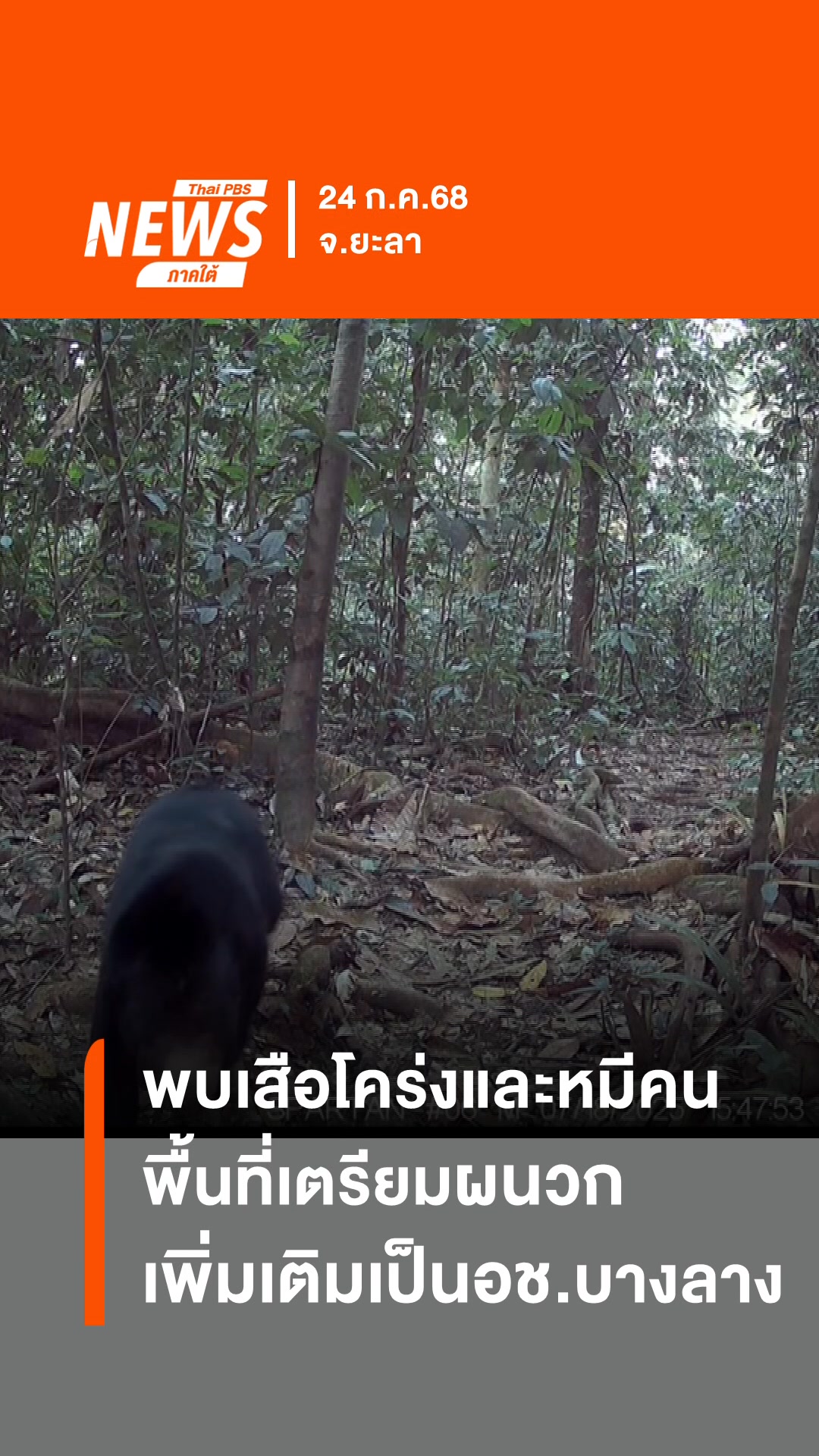 เผยภาพเสือโคร่งและหมีคน-ในพื้นที่เตรียมผนวกเพิ่มเติมเป็นอุทย