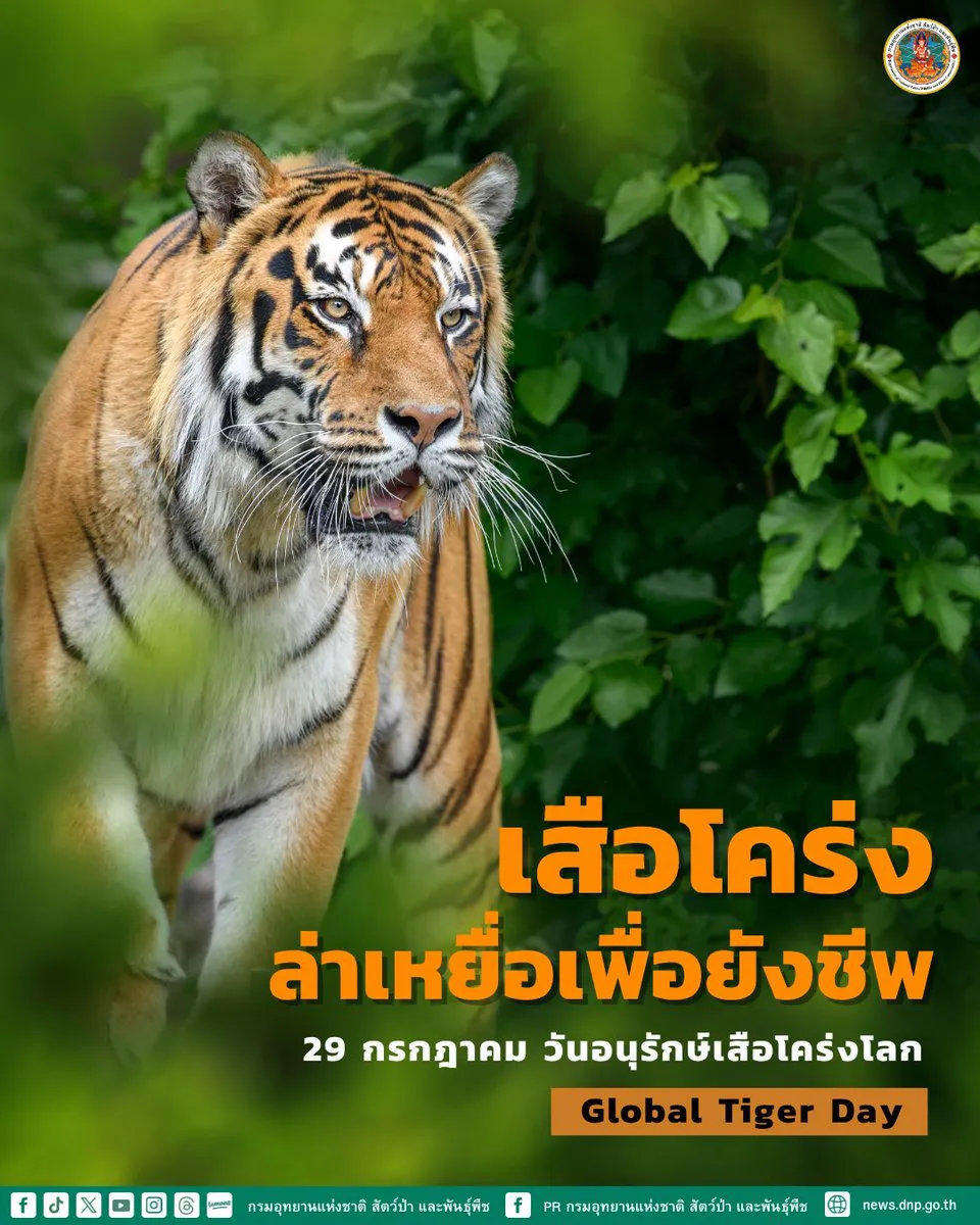 การล่า-ไม่ใช่ความโหดร้าย-แต่เพื่อความอยู่รอด-จะเลือกล่าเฉพาะ