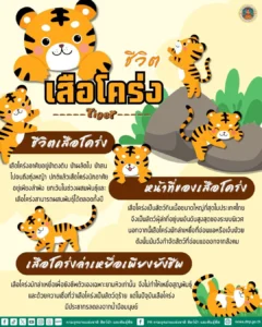 ชีวิตของเสือโคร่ง-,-หน้าที่ของเสือโคร่ง-,-เสือโคร่งล่าเหยื่อ