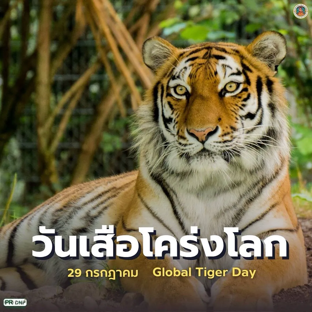 29-กรกฎาคม-“วันอนุรักษ์เสือโคร่งโลก”-(global-tiger-day)-เพื่