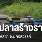 ชาวบ้านอำเภอชุมแสง-จังหวัดนครสวรรค์-หลายครอบครัว-ออกหาปลาเป็